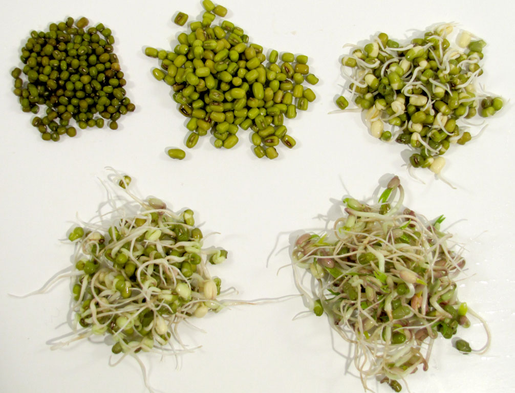 Bønnespirer - verdens mindste køkkenhave